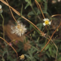 Tridax procumbens L.